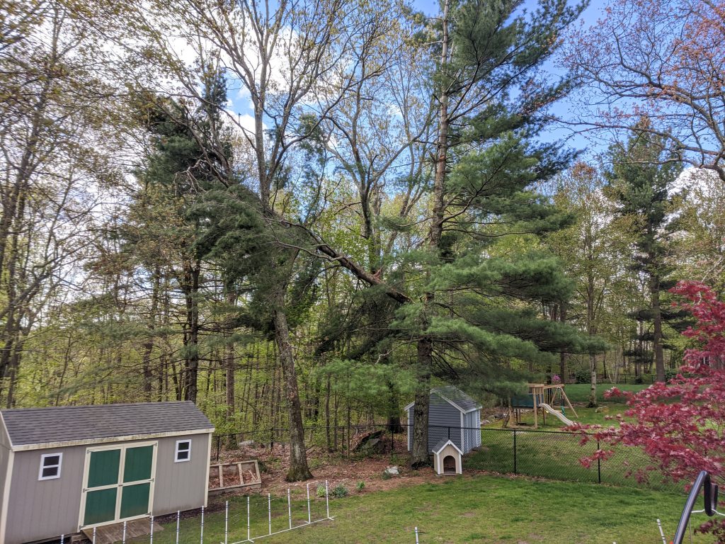 The fallen white pine tree on the property